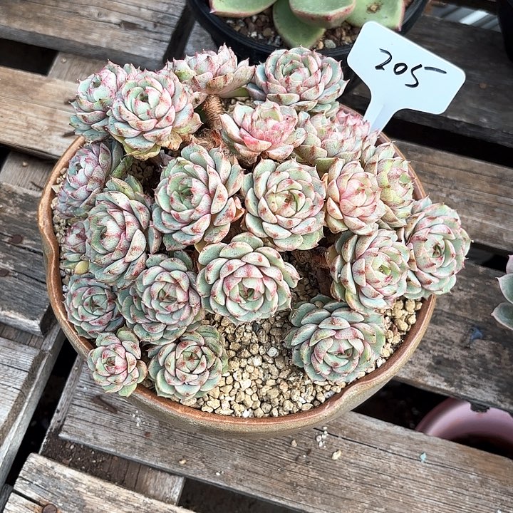 多肉植物，笨吧蒂斯205号