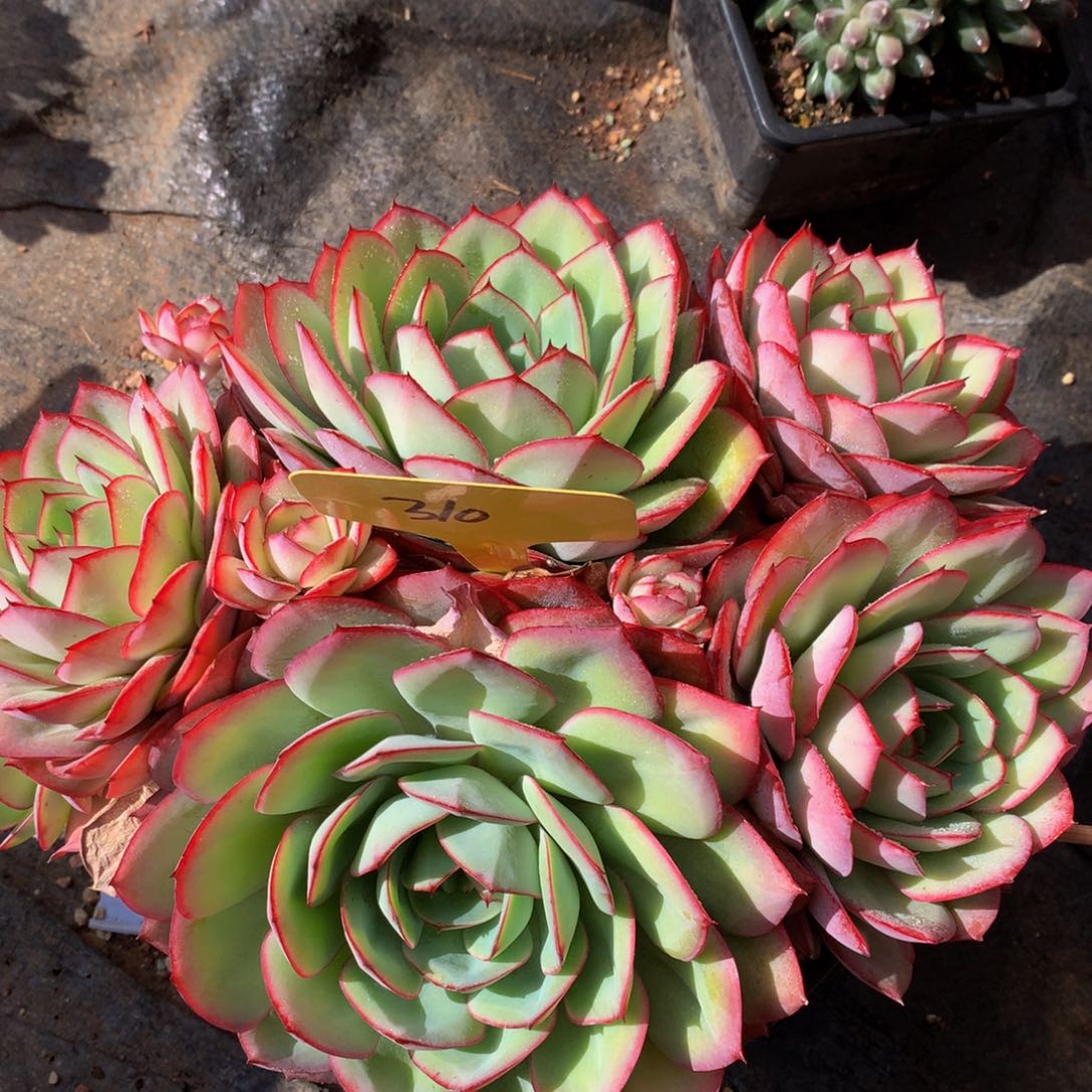 牡丹亭62626262627727272