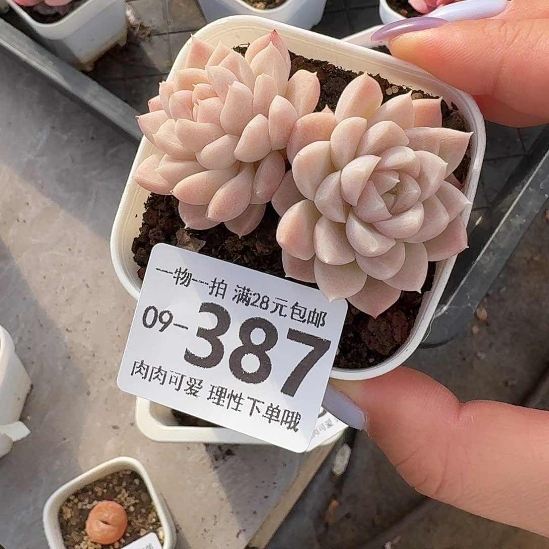 奶油美人无盆土发货无盆