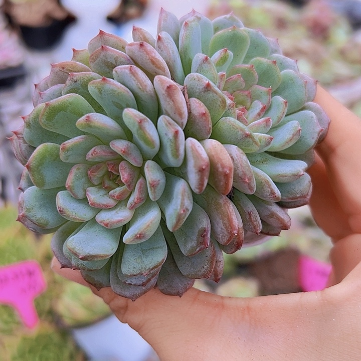 双头大白胖子19包邮