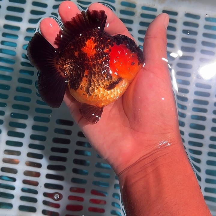 金鱼包邮123456789