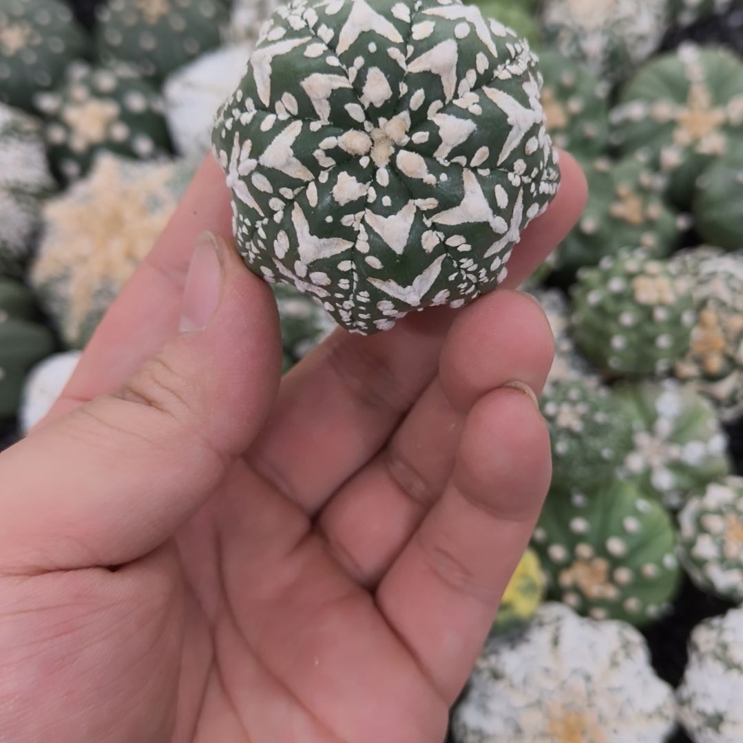 海星体小章鱼连线琉璃V兜