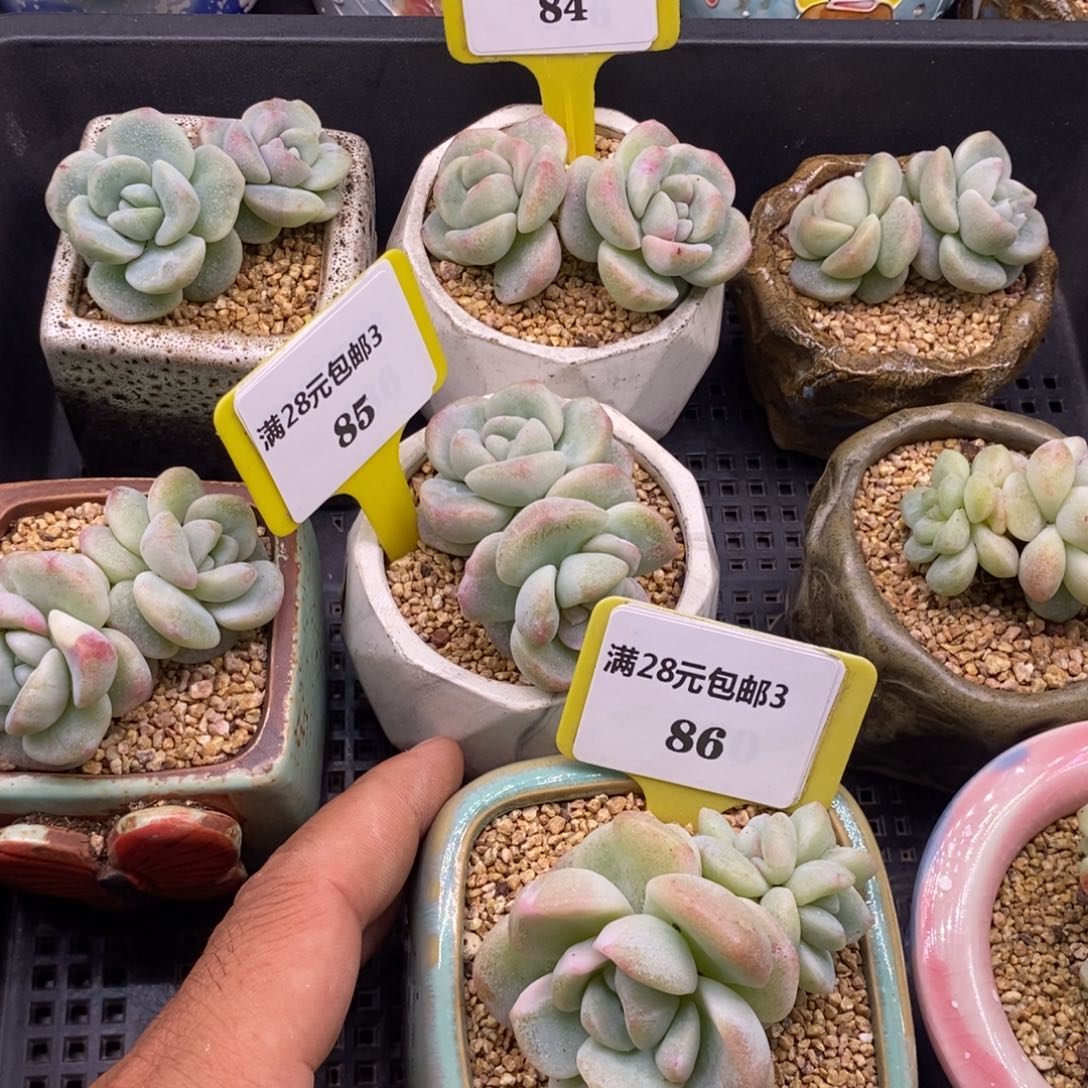 —****^384.85.86冰玉石化多肉