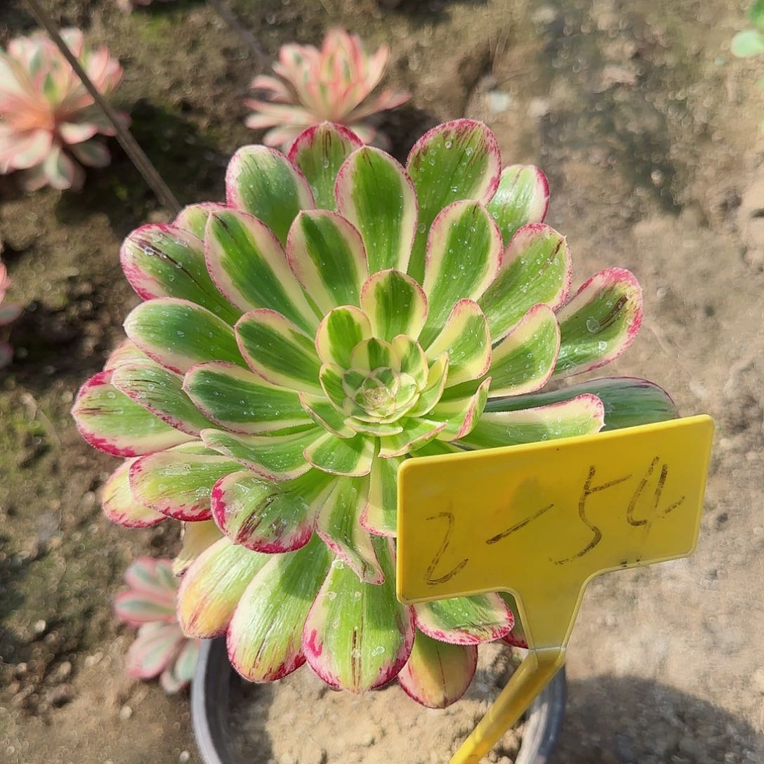 2-54---多头多肉植物