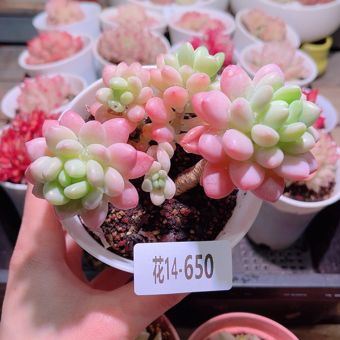 花利美14-650洛可可