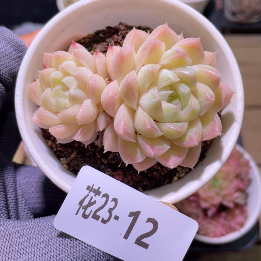 花利美23-12麦秆 