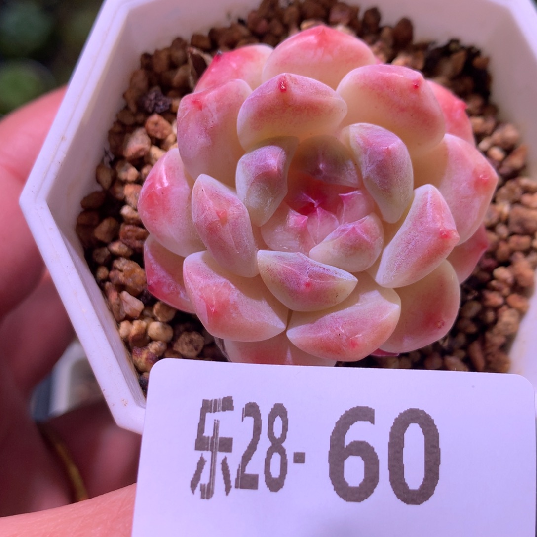 乐然28-60 秘境冰魄 