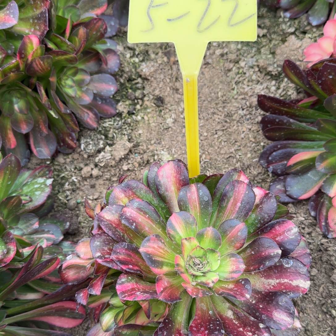 5-22---流星雨多头