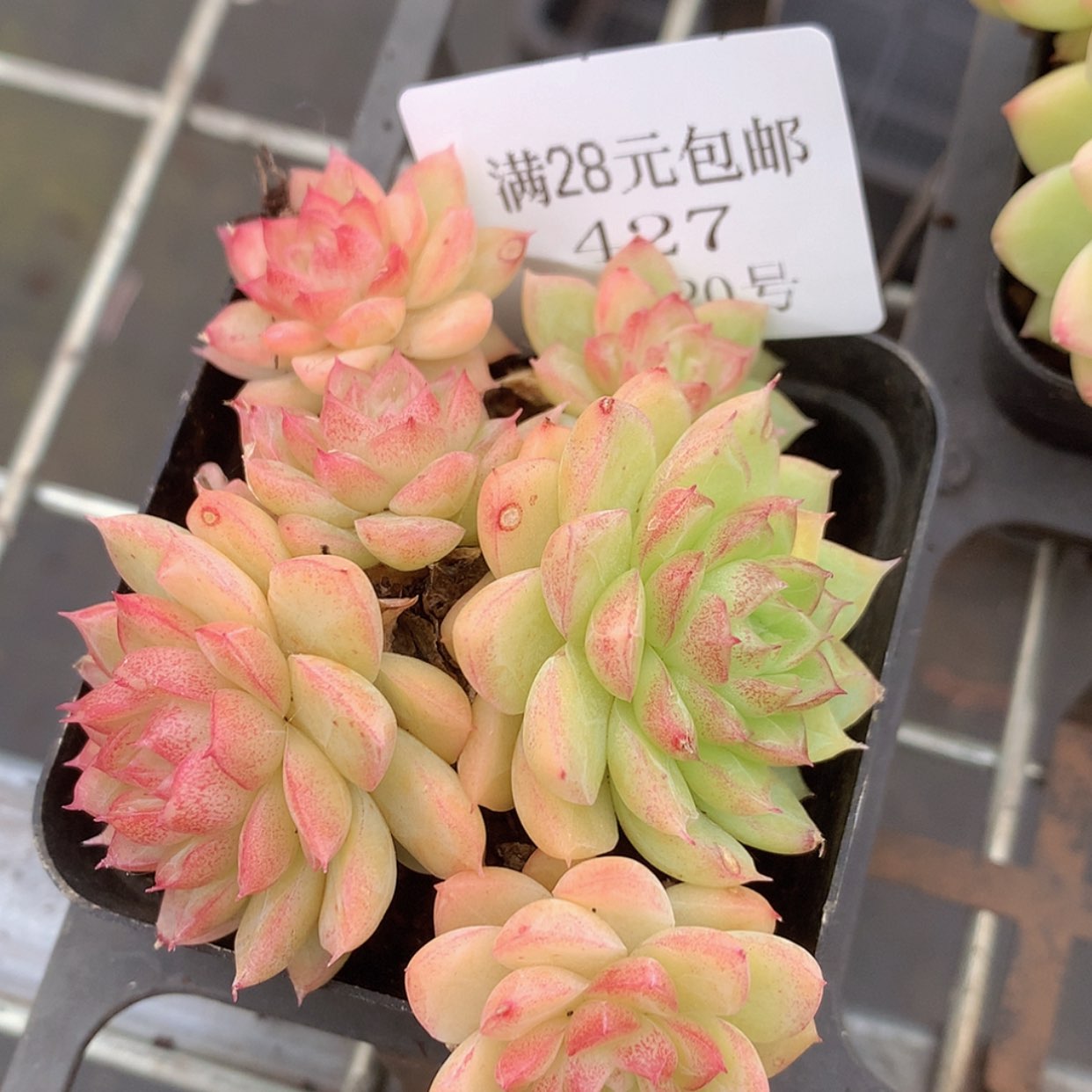 【闪购商品】云427号