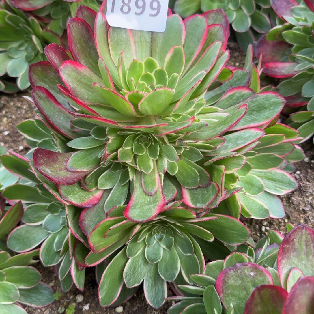 1899粉花妖。多肉植物