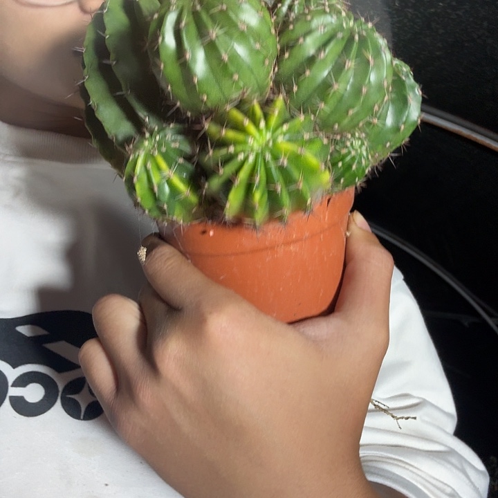 可***糖大量花朵（建议范围：8朵-15朵 或40%以上）彩草