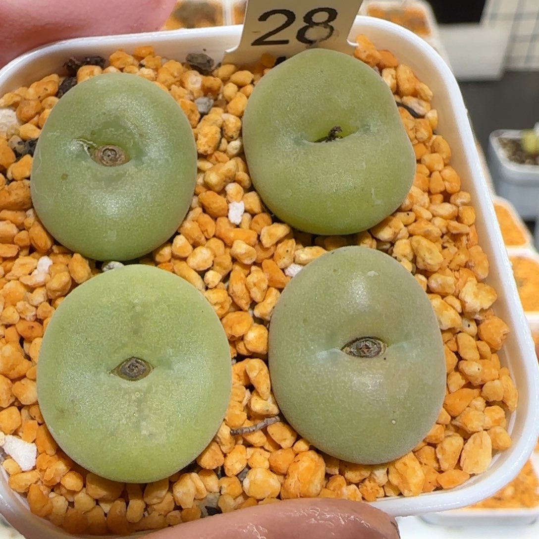 肉锥多肉植物百科-空卡佛一盆1080