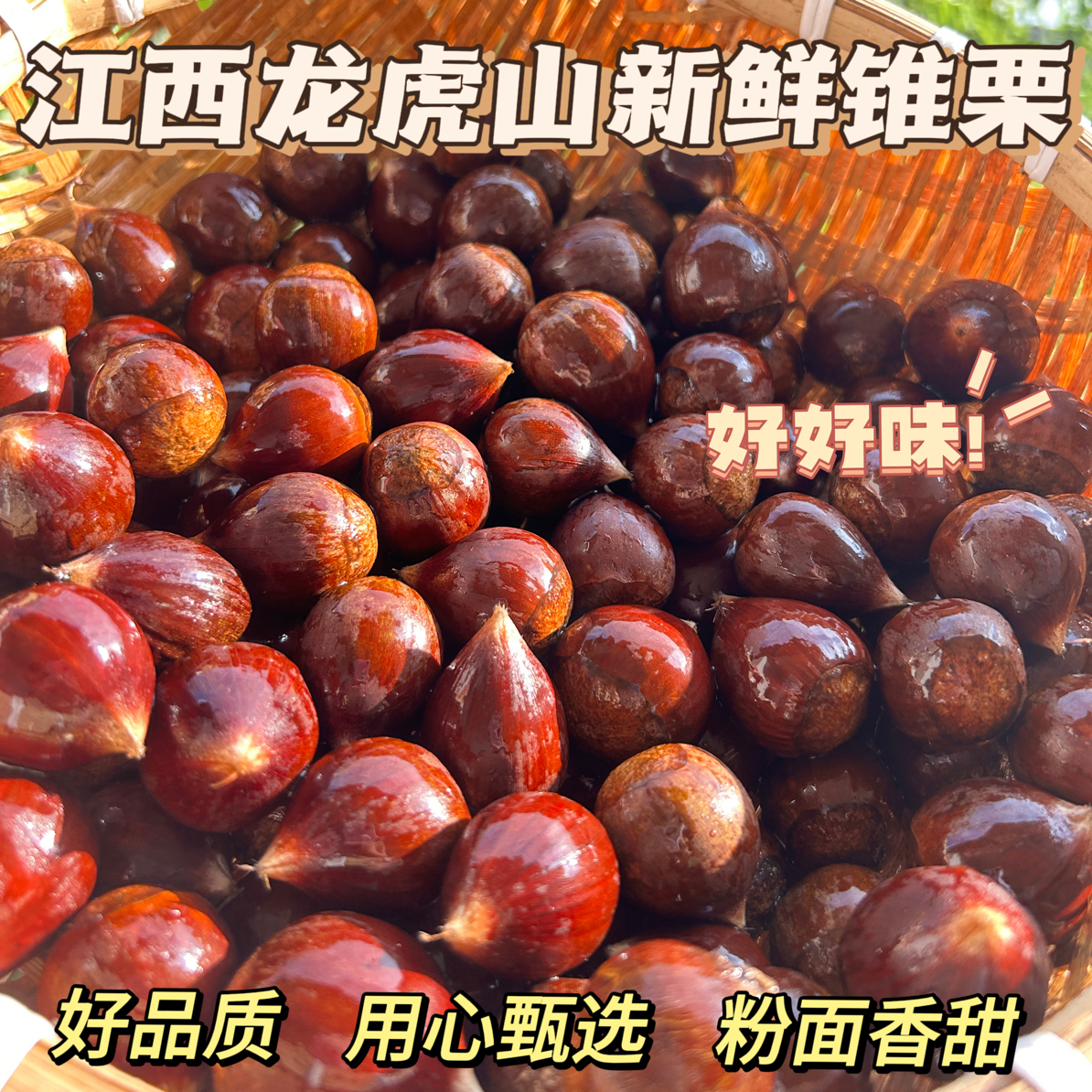 新鲜生锥栗2025年花香水果锥栗江西龙虎山油锥栗包香包甜坏果包赔