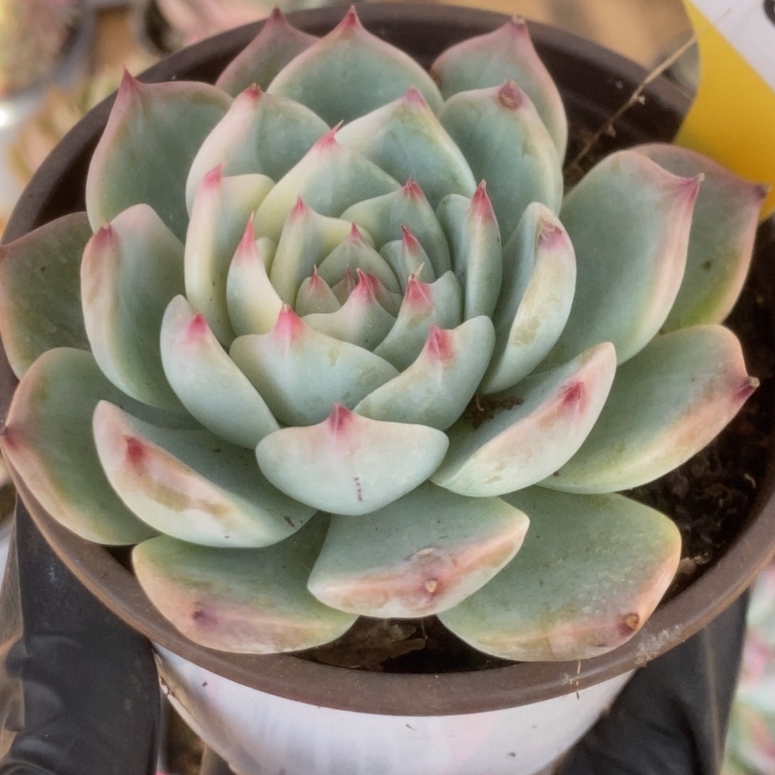 543吉娃娃锦锦锦锦锦锦