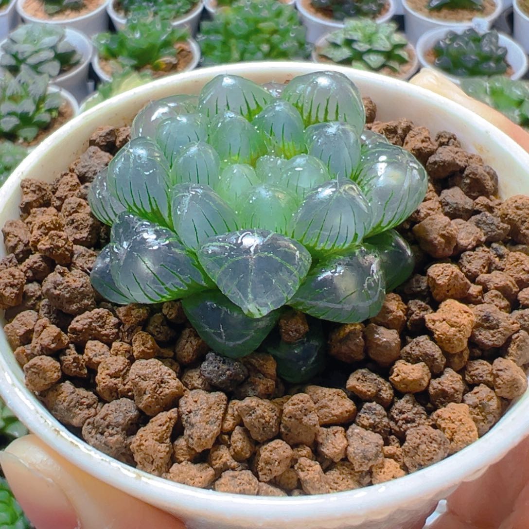 翠冰玉露多肉多肉多肉多肉