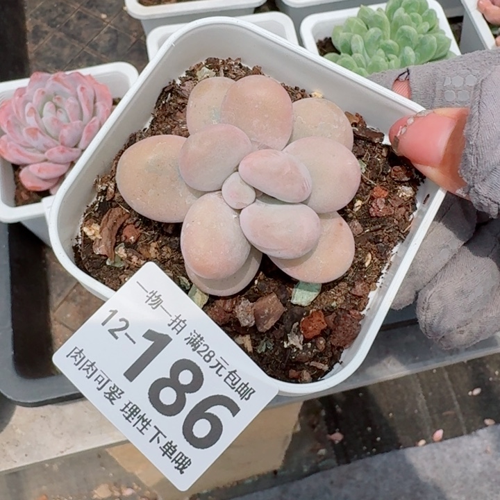 奶酪多肉多肉多肉多肉多肉