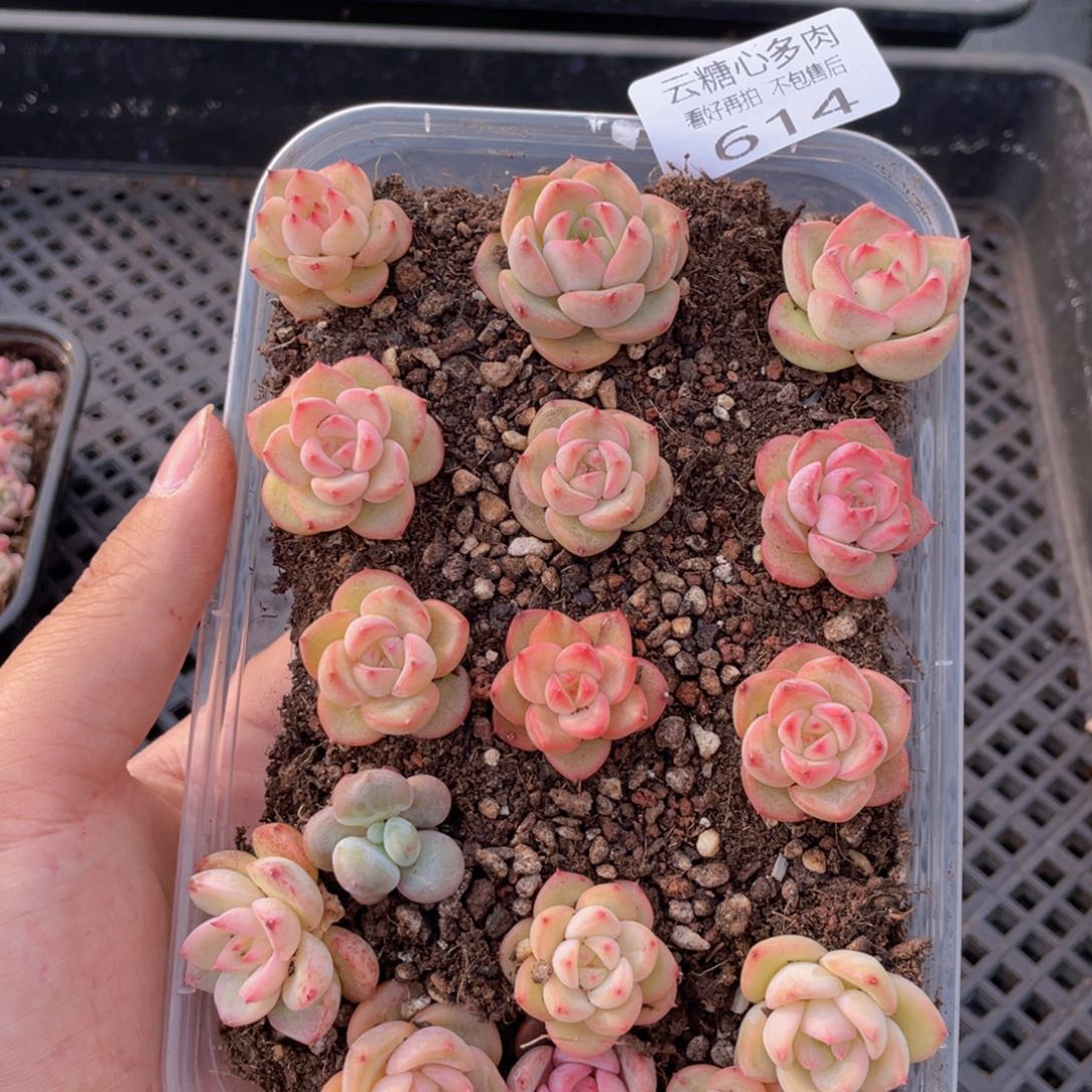 云糖心多肉植物614