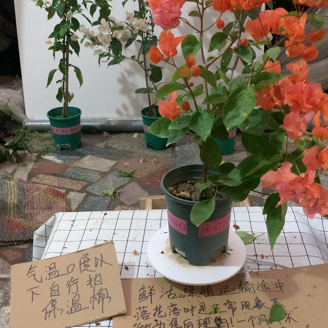 完全开放阿达娜三角梅