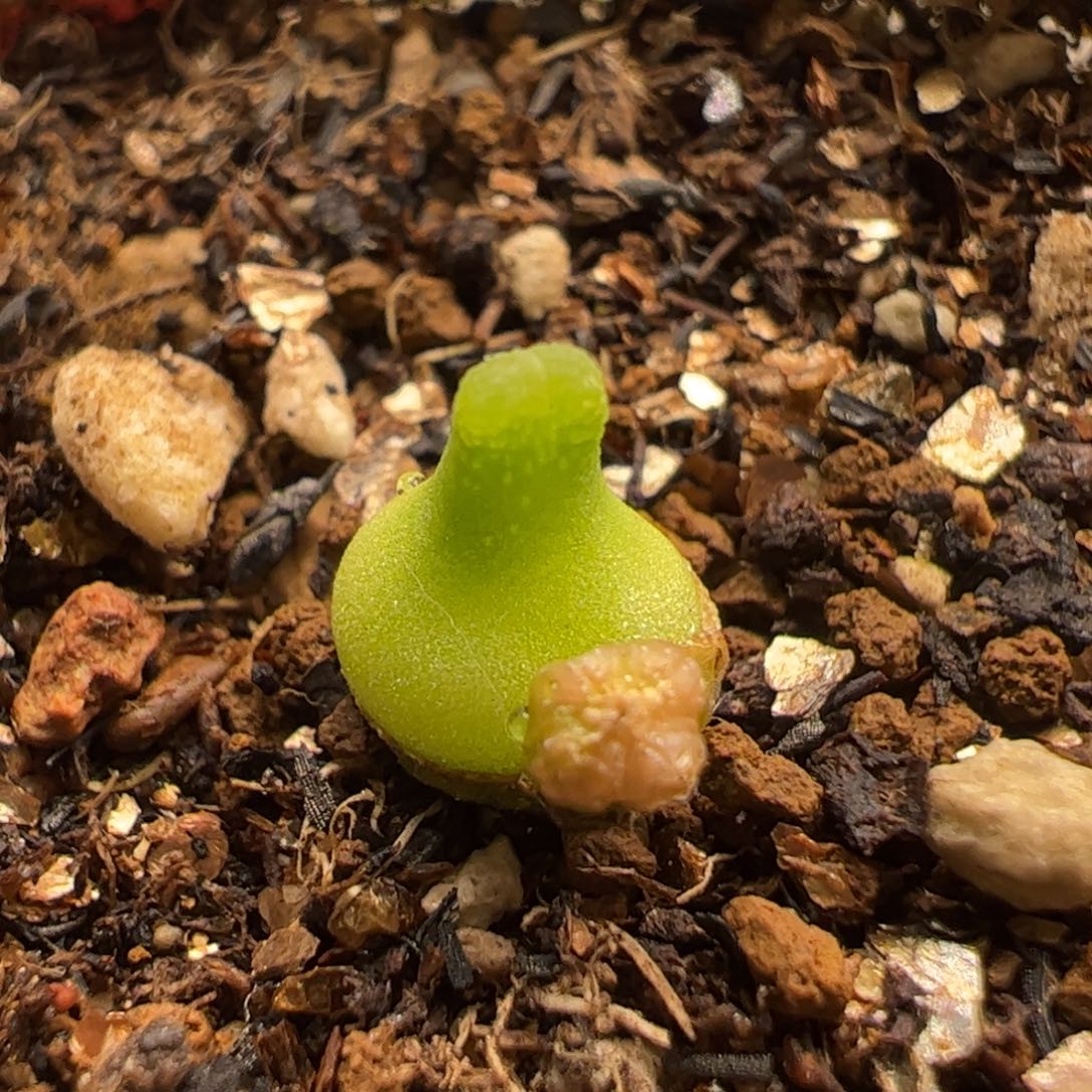 小葫芦母本多肉植物百科