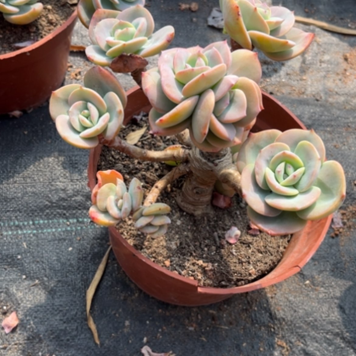 【闪购商品】徐*白凤