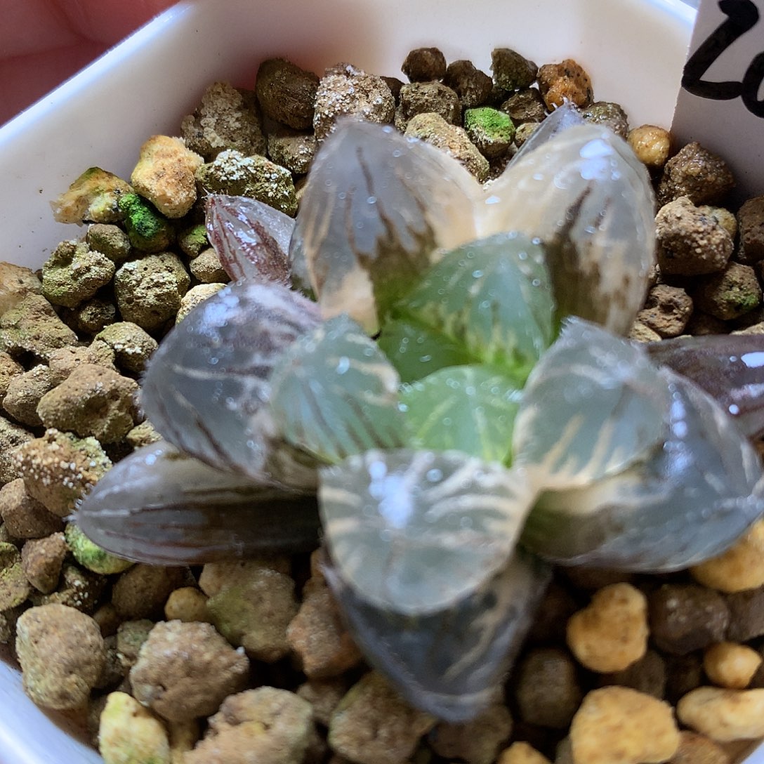 巨大赤赤玉露锦带盆土发货