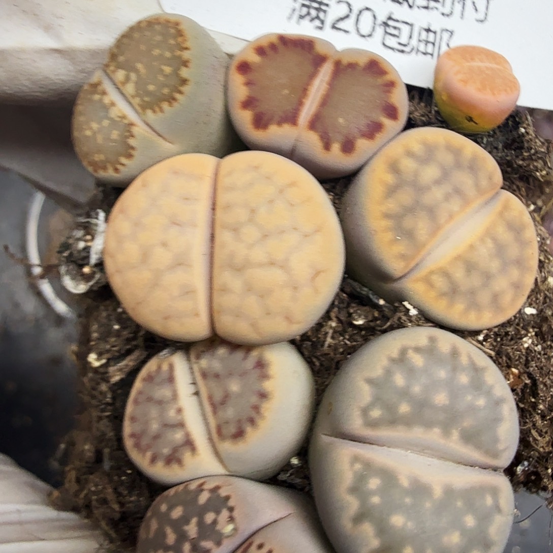 女***烟多会走你去找他们吧267