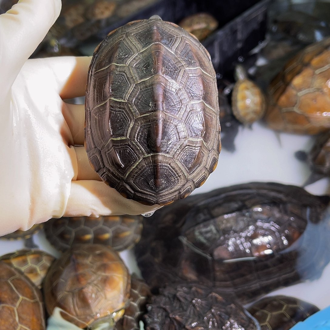 顺***》中华草龟公母搭配