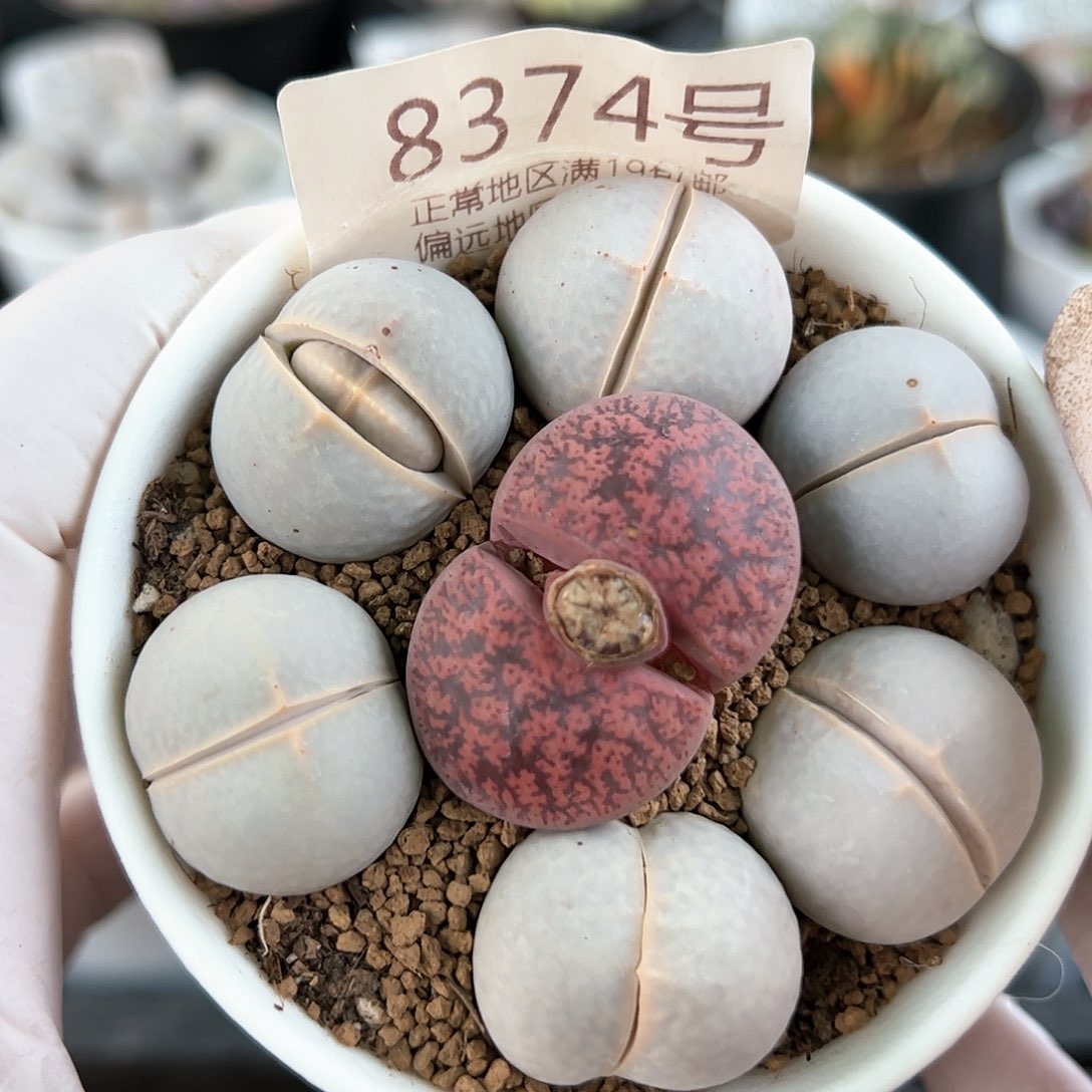 好养易活生石花大母本8374秒