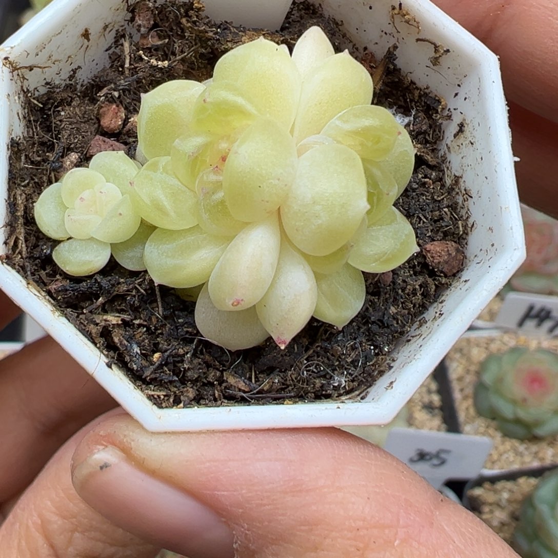 804号现金晗雨多肉植物