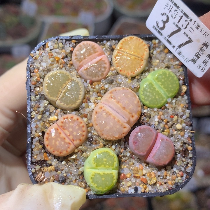 精品生石花313.377