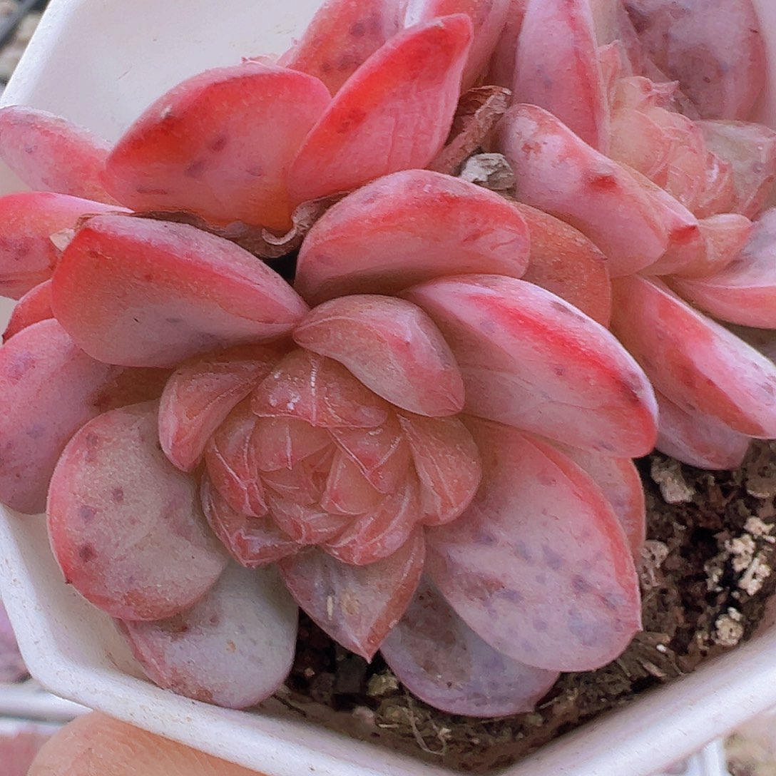 粉星星珍妮群19包邮多肉