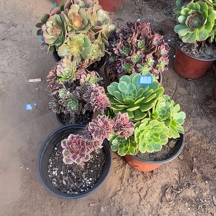 879多肉植物瑕疵特价，