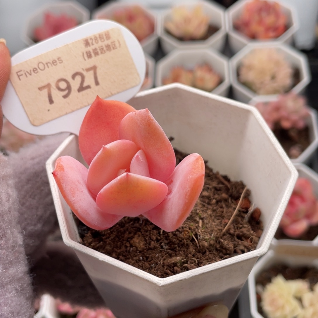 奶茶7927-4.0厘米