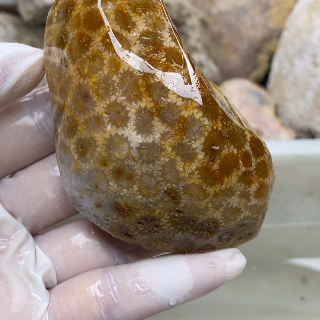 【闪购商品】未镶嵌珊瑚玉硅化玉