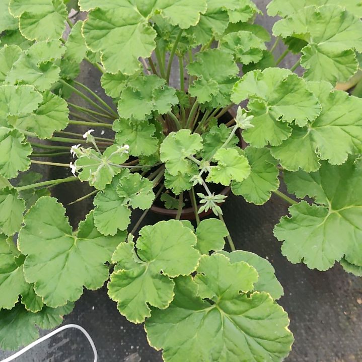 完全开放扒拉香啦啦啦啦啦啦啦
