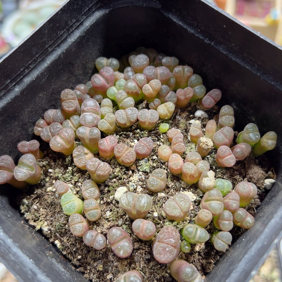 【闪购商品】346 风铃