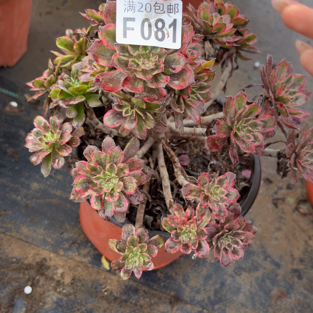 81多肉植物捧花多肉