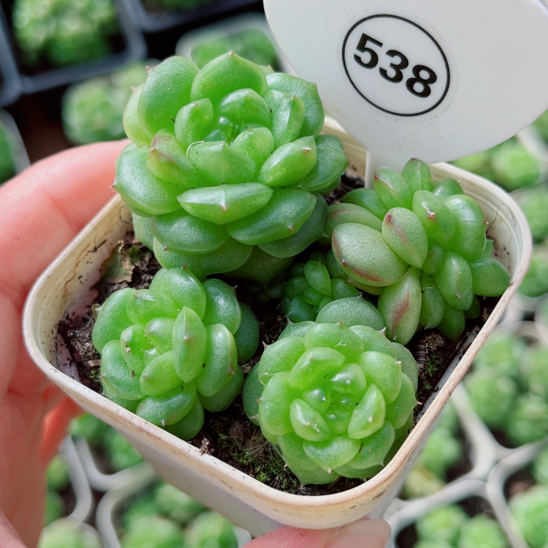 风靡园艺灯泡珍妮群