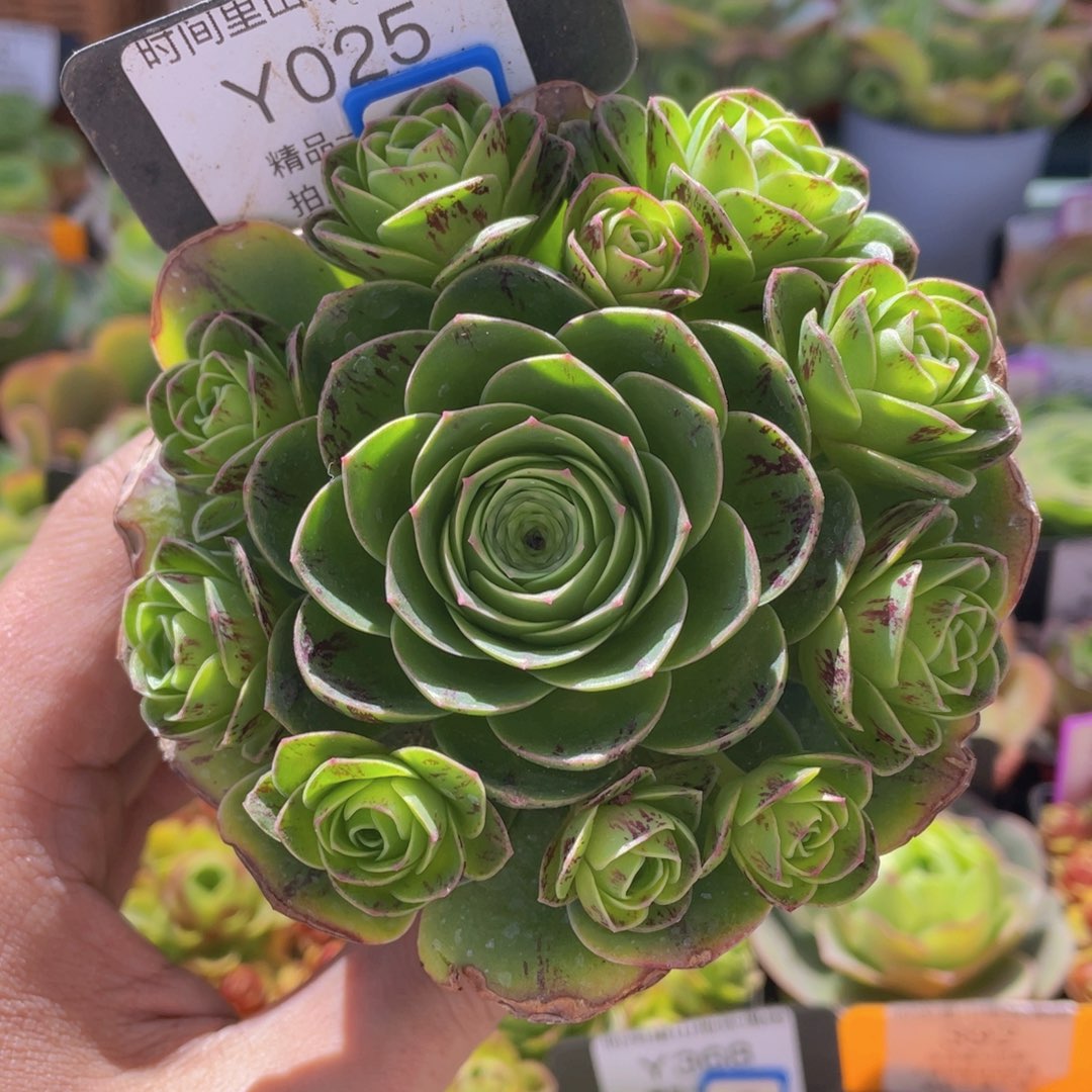 童话气球多肉福利025一物一拍