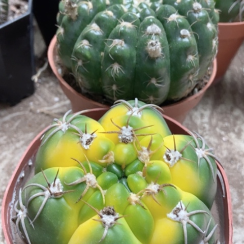 海王锦选美玉仙人球46米仙人球