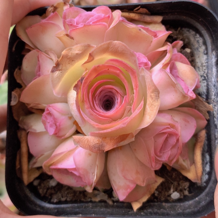 一物一拍红粉佳人008