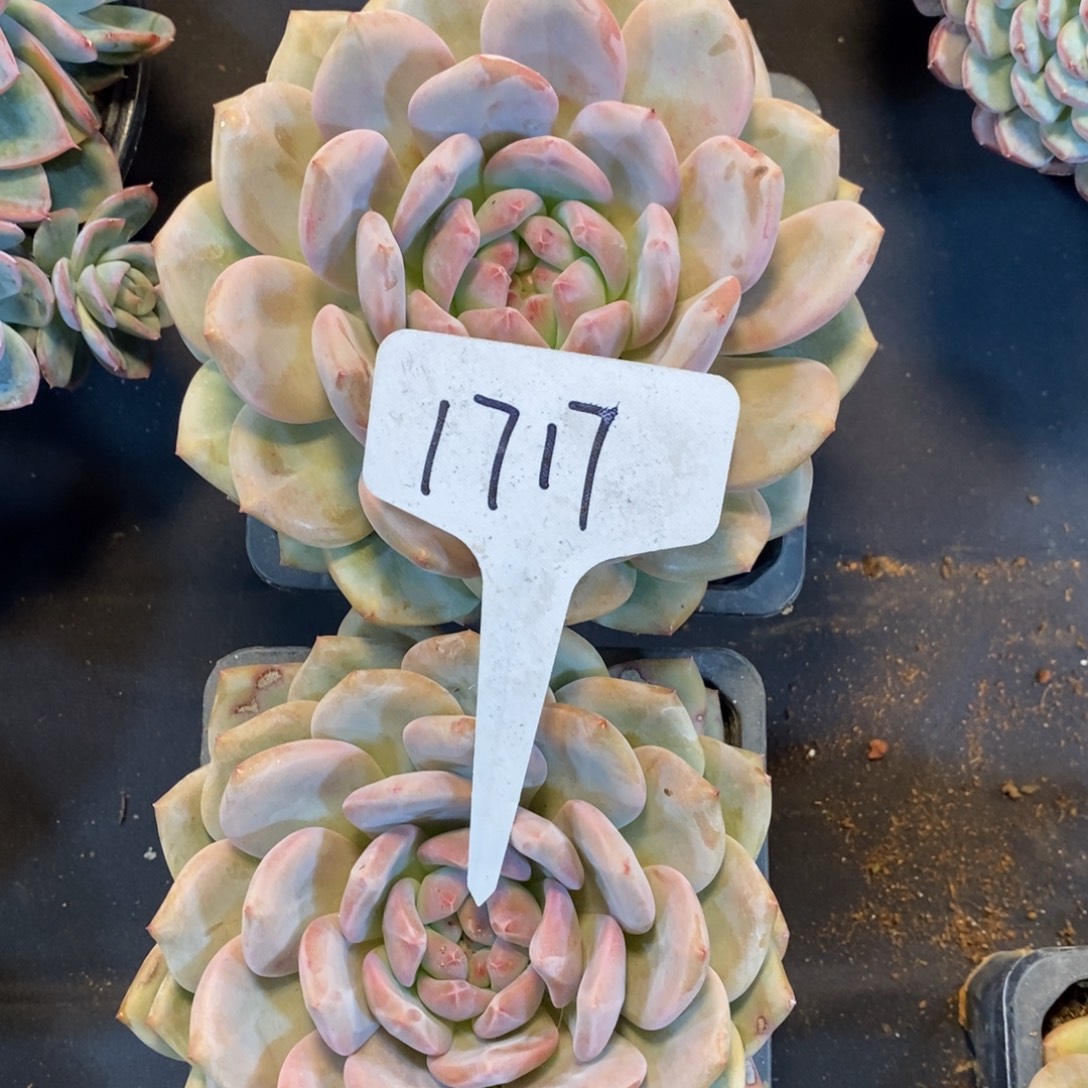 蜗***盼老阿姨花卉一物一拍1717