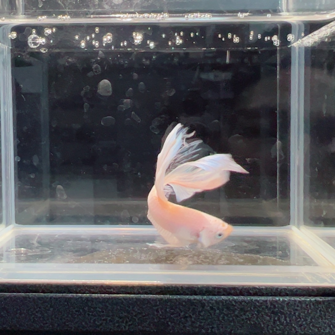 斗鱼浅色仙仙裙特殊尾