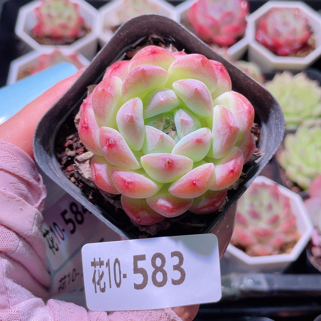 花利美10-583白桃汽水