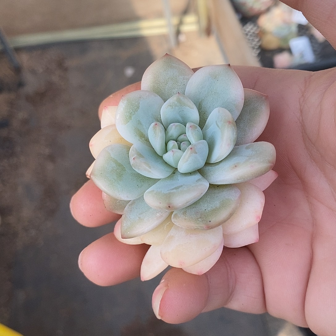 554梦露锦多肉植物哇啦塞