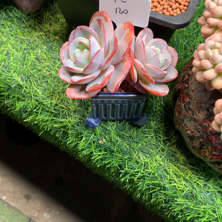 布鲁兰双头老桩发货