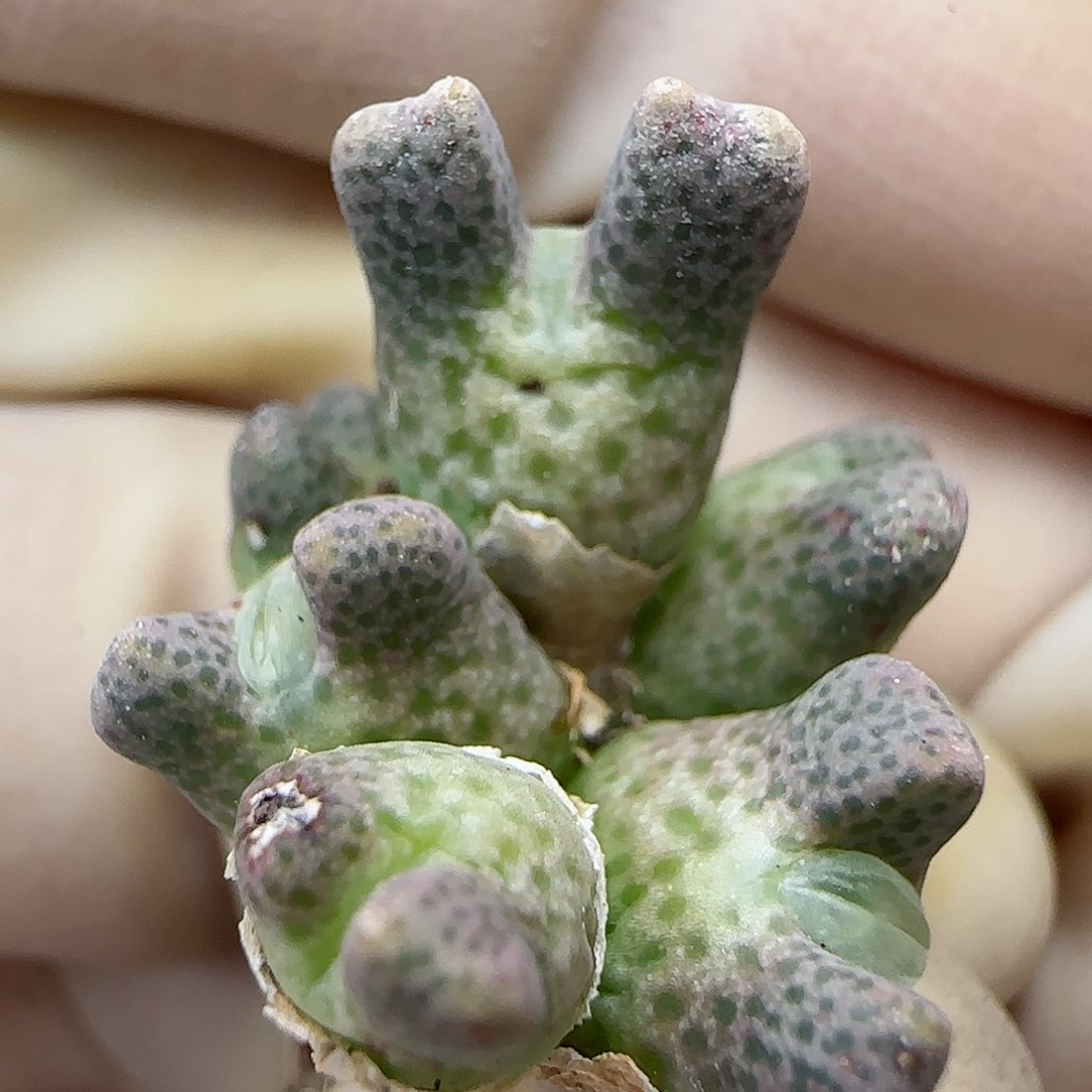 774园艺优选鹿角