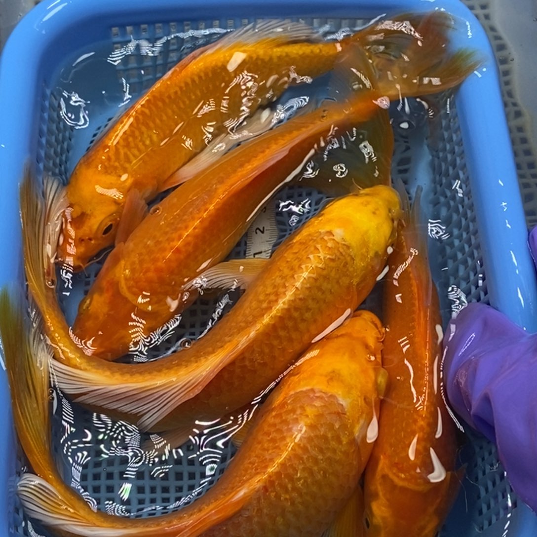 锦鲤冷水锦鲤包邮 5