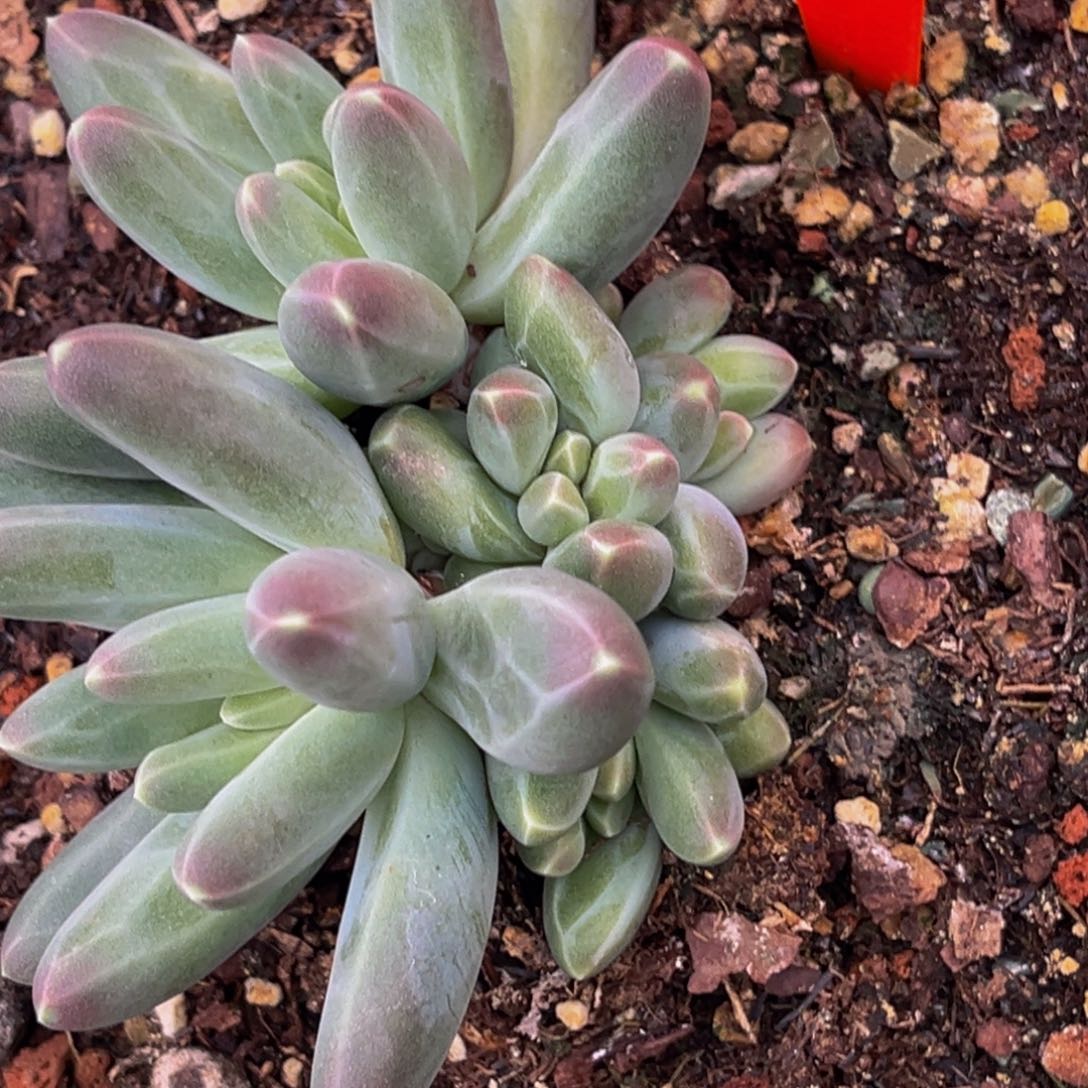 3025号上午多肉植物群生多肉植物