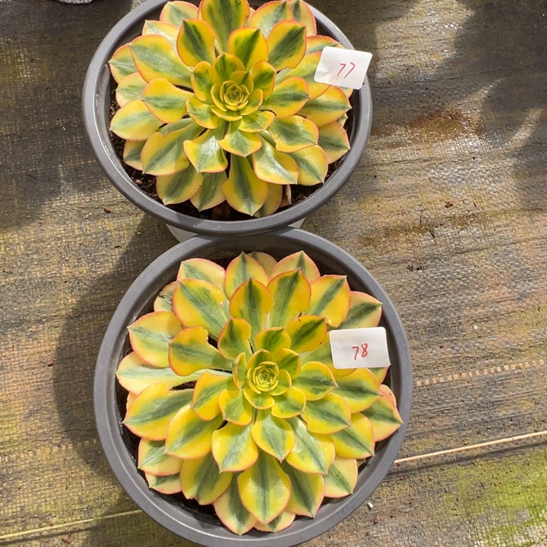 7778太阳神多肉椅子